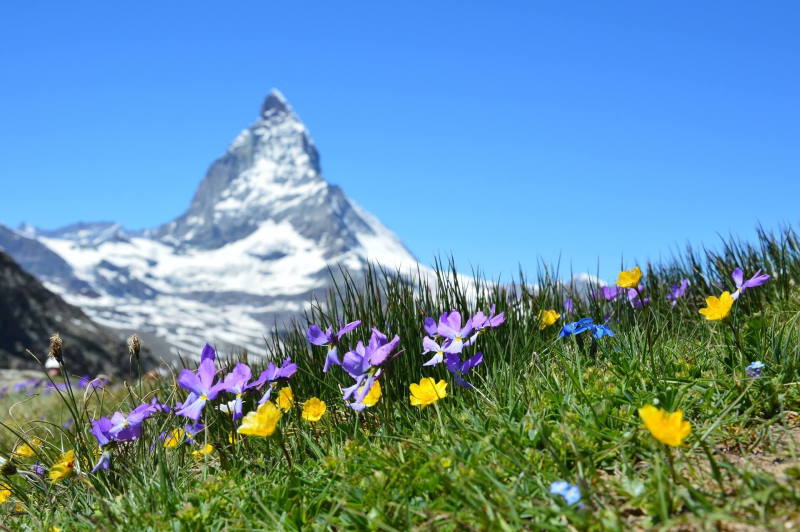 Alpenwiese vor Gebirgspanorama